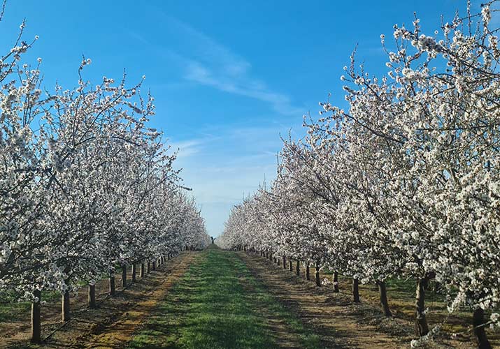 Campo de almendros en flor