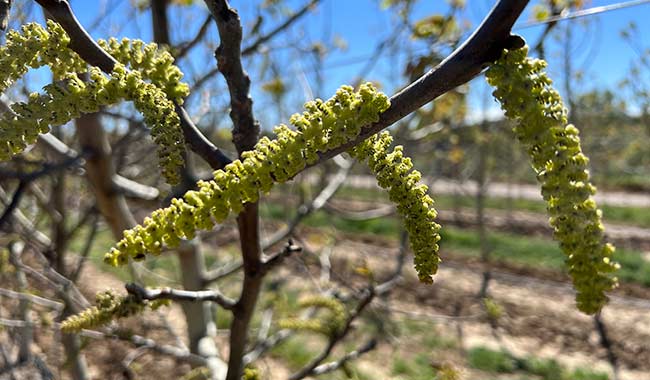 Nogales en flor